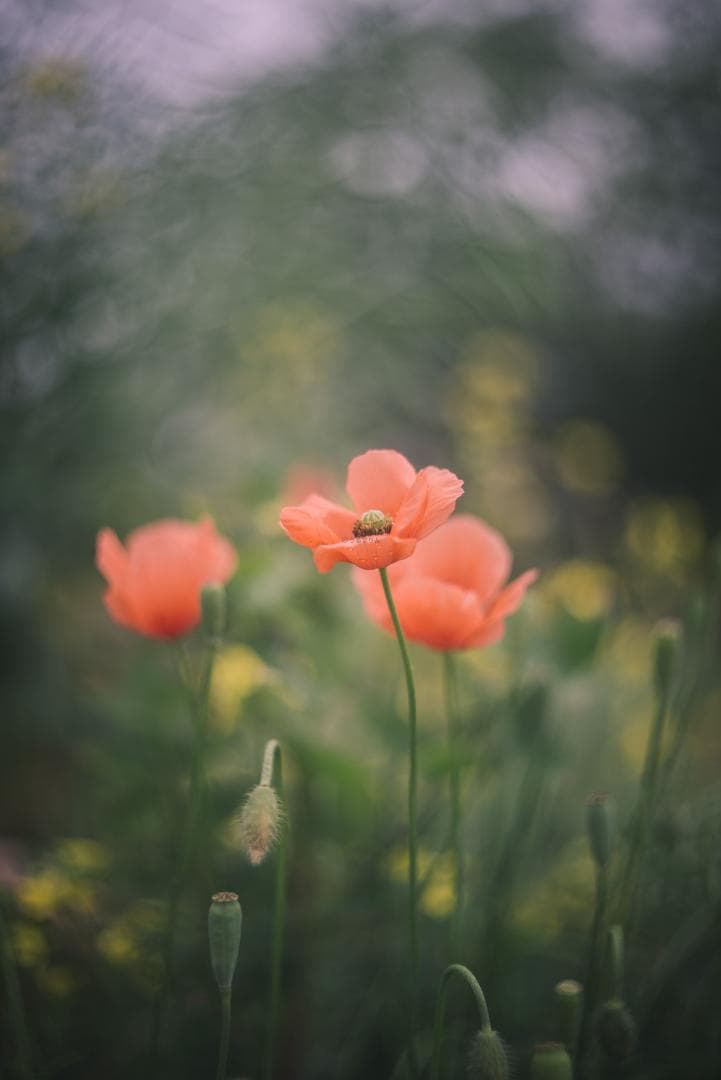 良品！山崎ズマール！Leica Bluecoted Summar 50mm F2