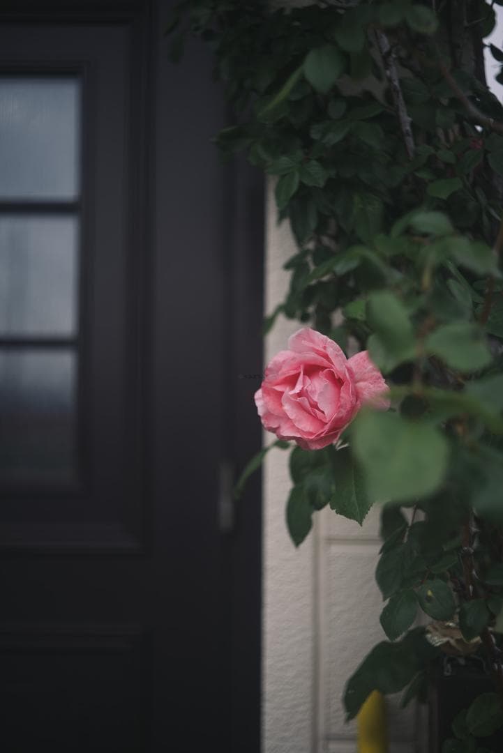 良品！山崎ズマール！Leica Bluecoted Summar 50mm F2