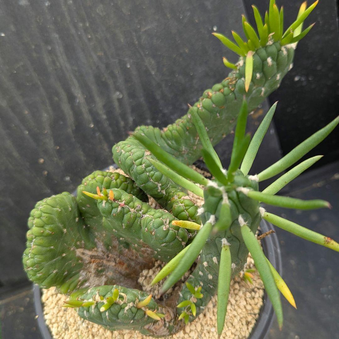 レアサボテンコレクション・シリンドロオプンチア属・将軍綴化inわけけのお店