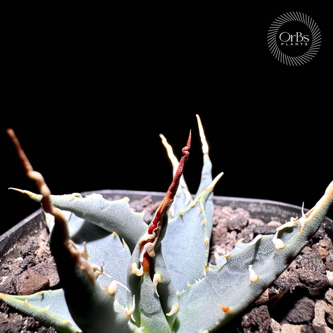 【実生】アガベ ユタエンシス エボリスピナ コークスクリュー ダブルヘッド 陽炎