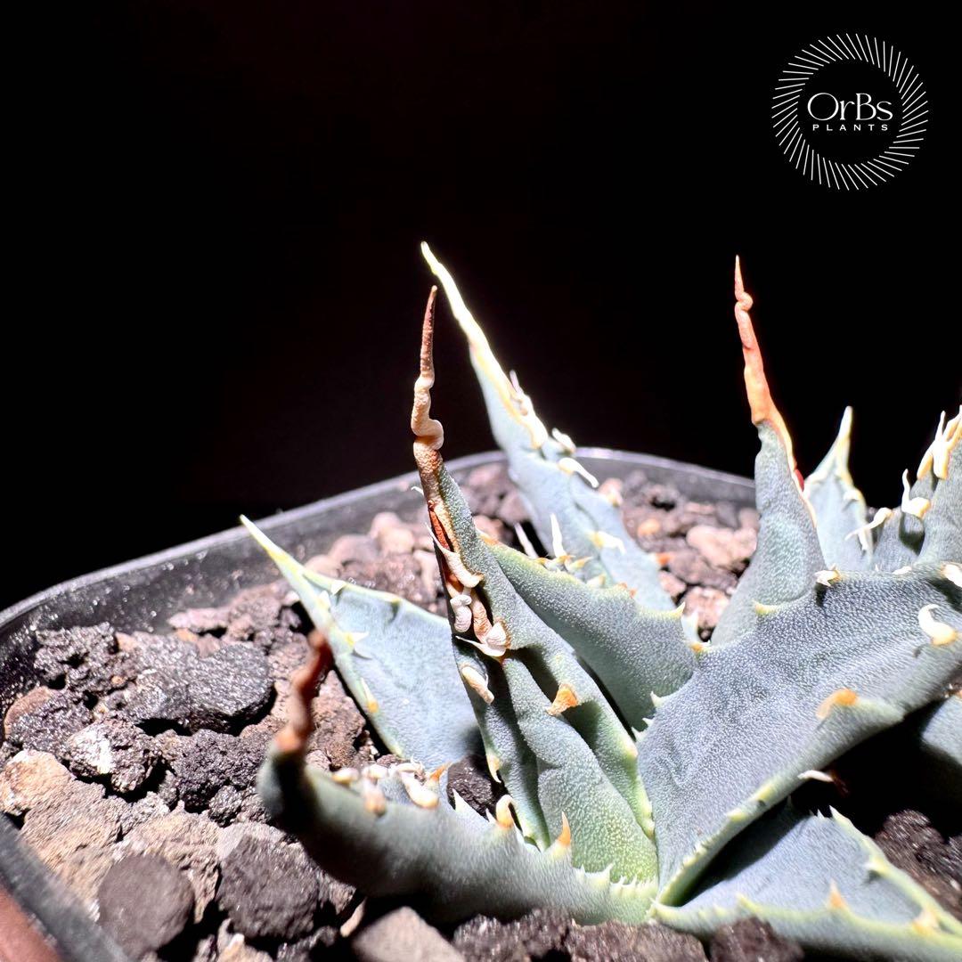 【実生】アガベ ユタエンシス エボリスピナ コークスクリュー ダブルヘッド 陽炎