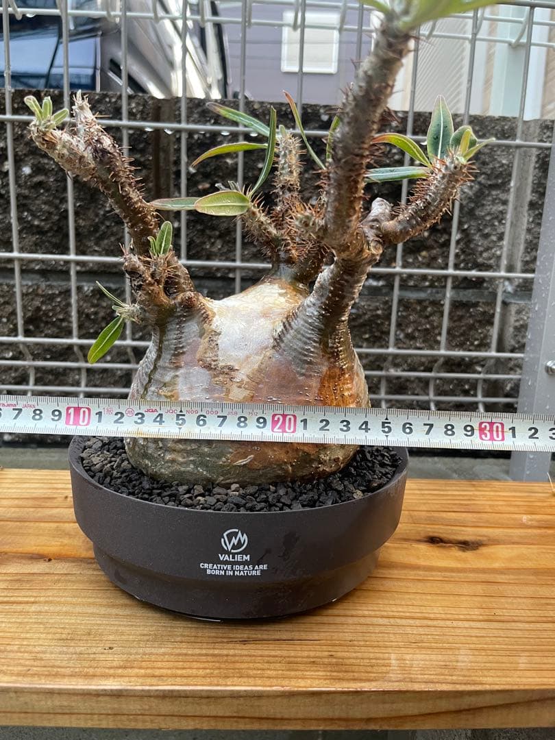 SALE パキポディウムグラキリス　バリエム鉢発根済み