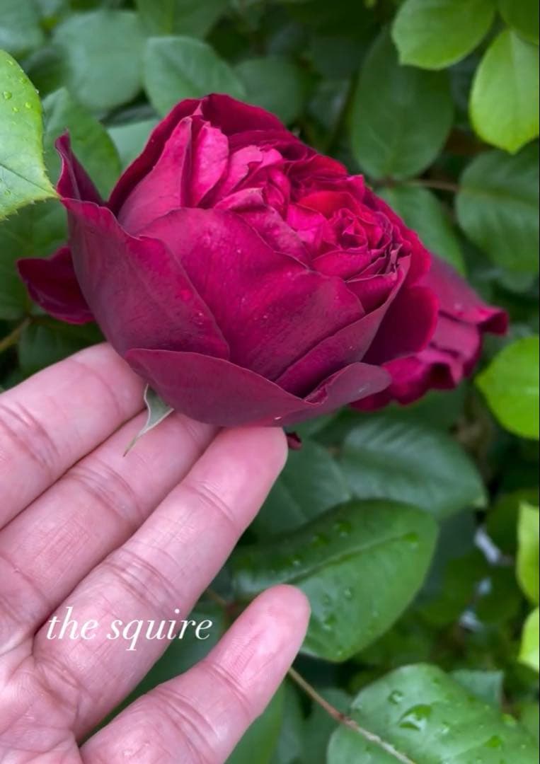 【1.29癌腫無し 即購入可能】【ザスクワイヤー】廃盤ERイングリッシュローズ