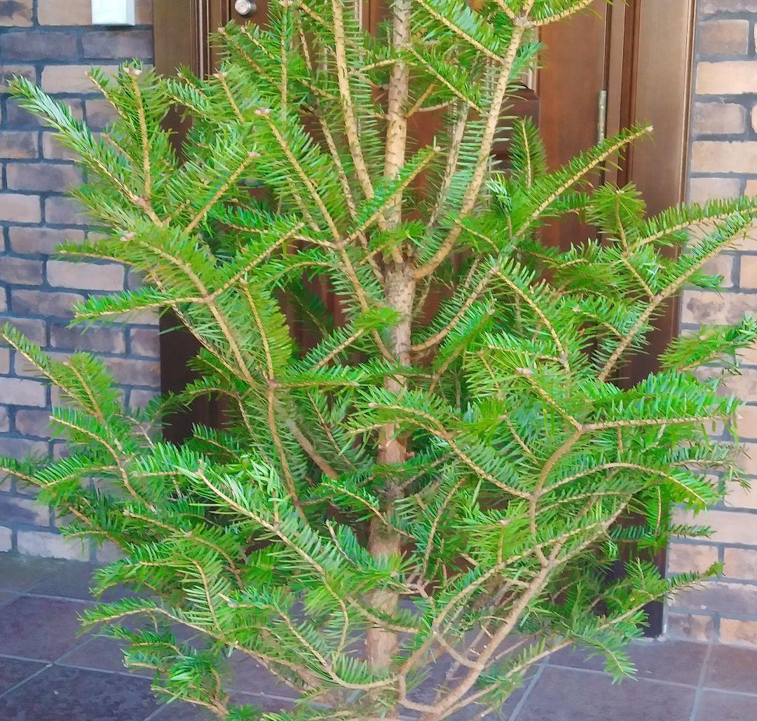 モミの木 苗木 大型 155cm❗12号❗綺麗な樹形 クリスマスツリー 鉢植済