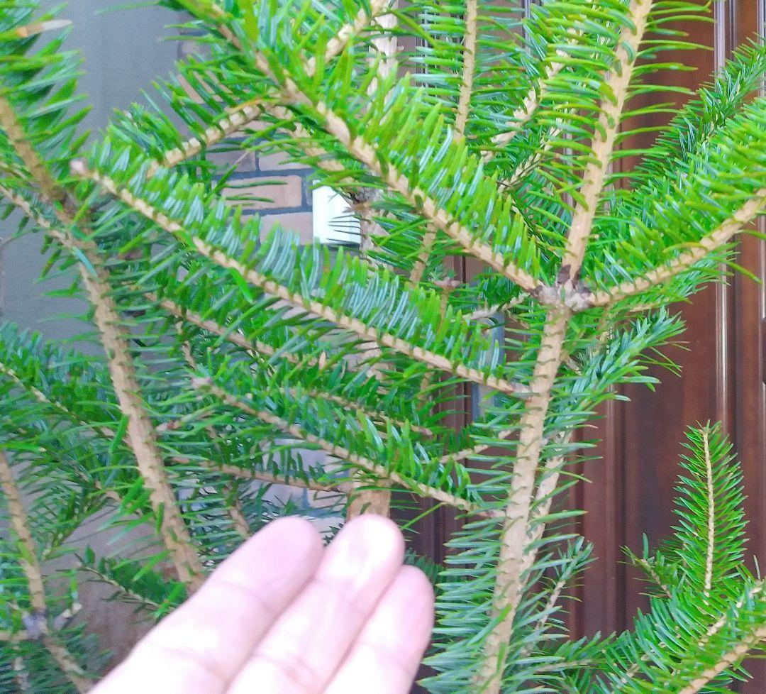 モミの木 苗木 大型 155cm❗12号❗綺麗な樹形 クリスマスツリー 鉢植済