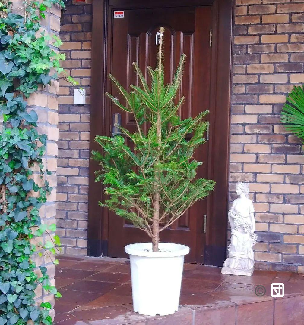 モミの木 苗木 大型 155cm❗12号❗綺麗な樹形 クリスマスツリー 鉢植済