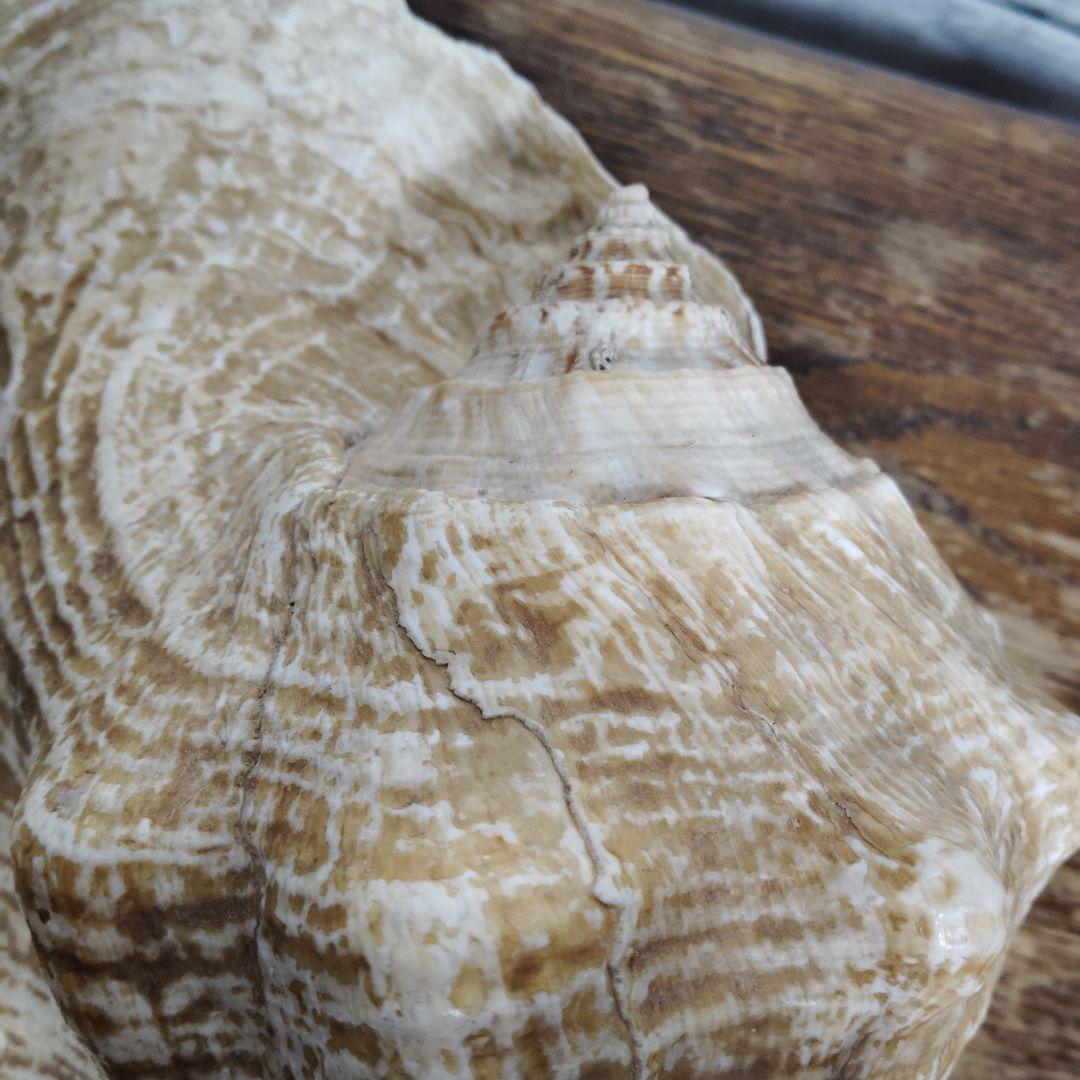 【希少・大型29cm】ブラジル産 ホラガイ 貝殻 天然石 インテリア 標本