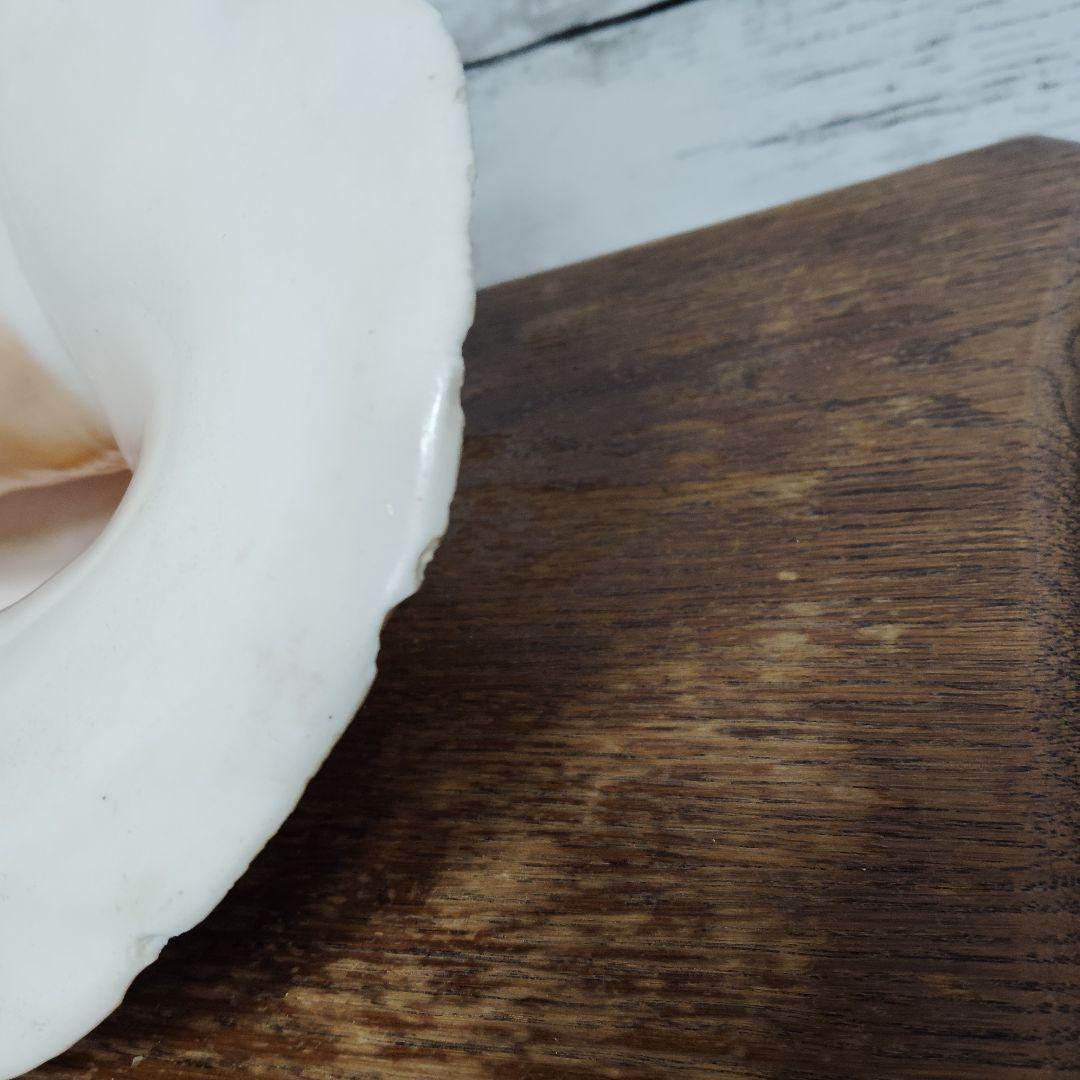 【希少・大型29cm】ブラジル産 ホラガイ 貝殻 天然石 インテリア 標本