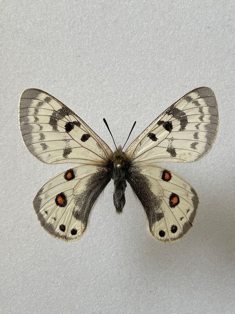 【黒化型】パルナシウス・デルフィウス（1ペア、ロシア産）