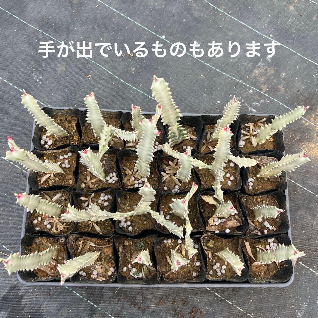 ホワイトゴースト 発根済み 24本まとめ売り