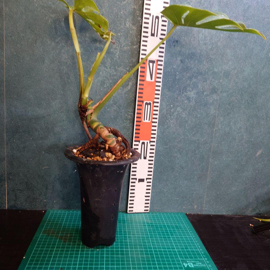 【美樹形】モンステラデリシオーサ　コンパクタ　本物ガチムチ穴あき　新葉割れ大