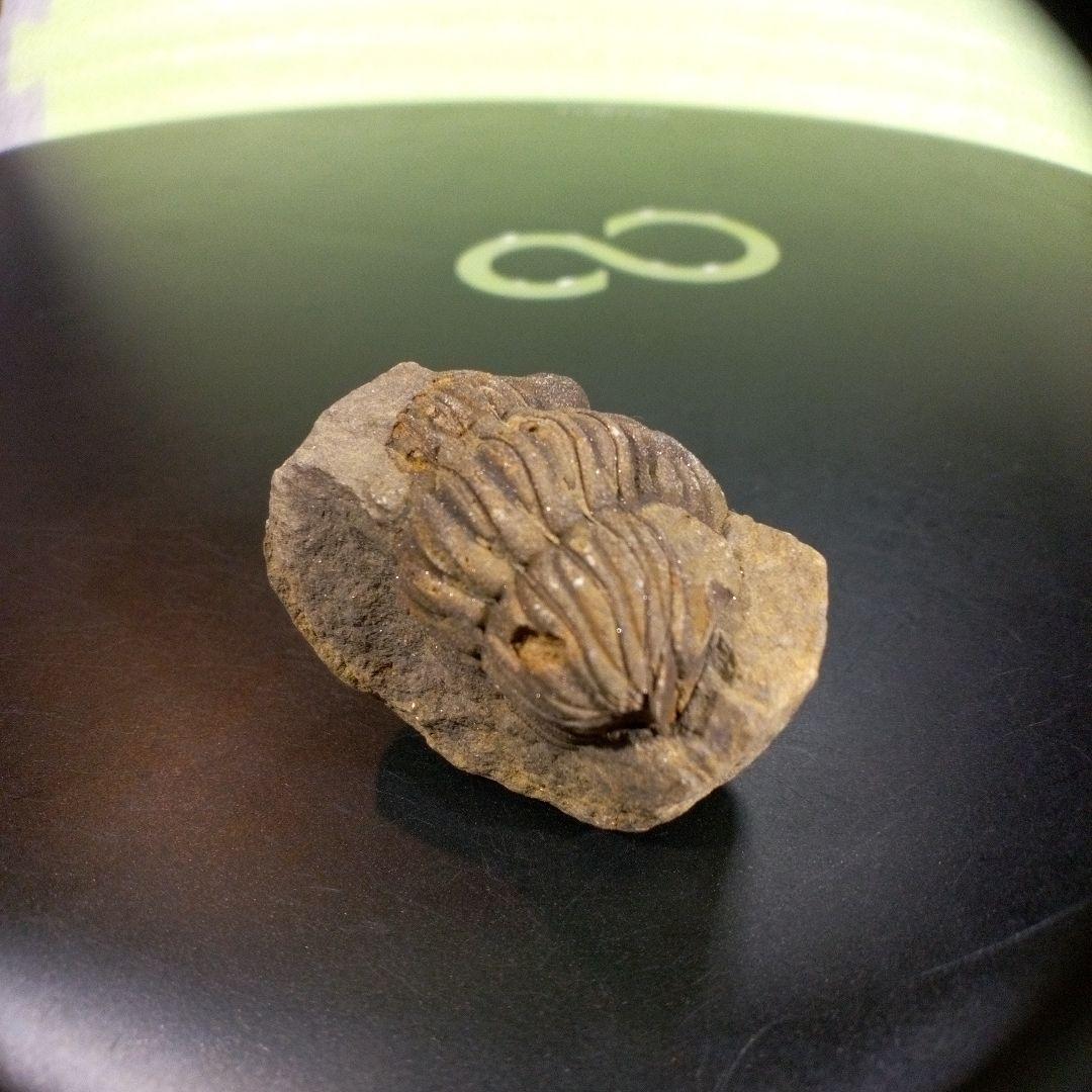 三葉虫　化石　fossil　ボリビア産　trilobite　三葉虫判別⑤