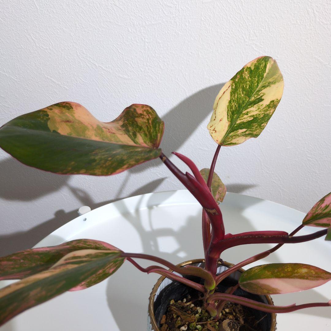 コ*コ様 【美斑・極株】フィロデンドロン ストロベリーシェイク /メルカリ便