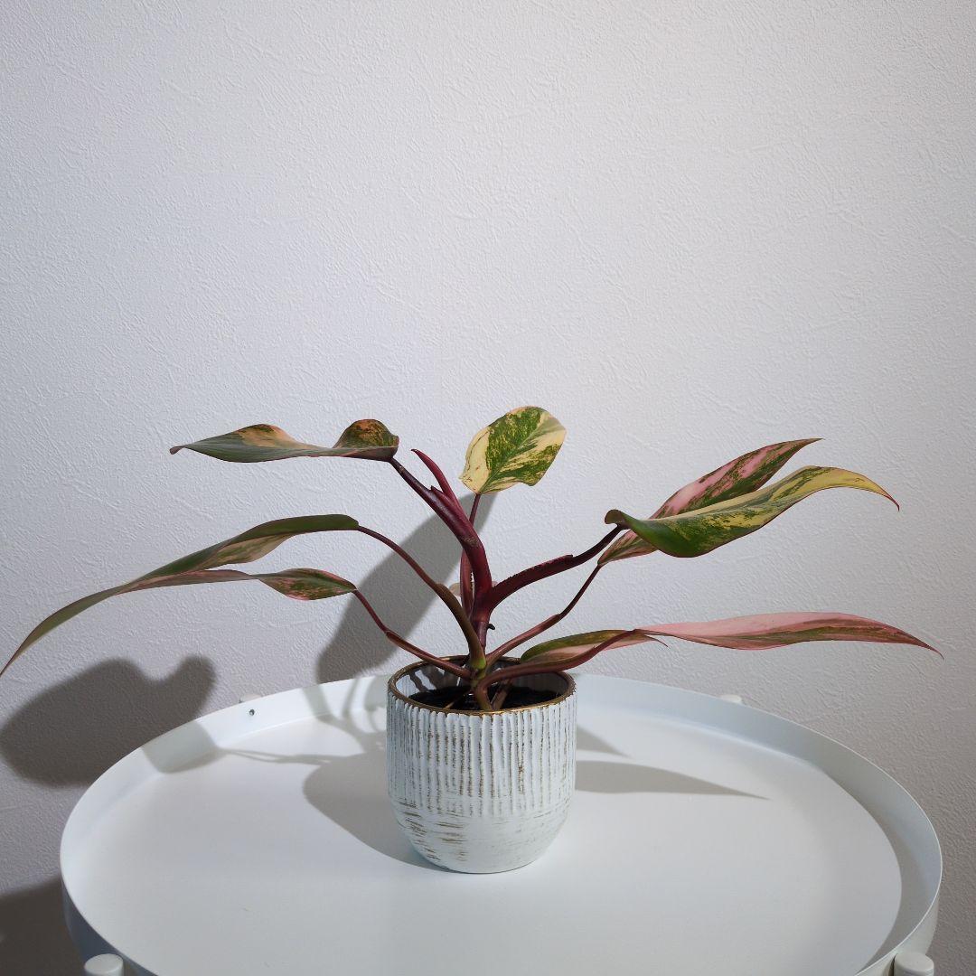 コ*コ様 【美斑・極株】フィロデンドロン ストロベリーシェイク /メルカリ便