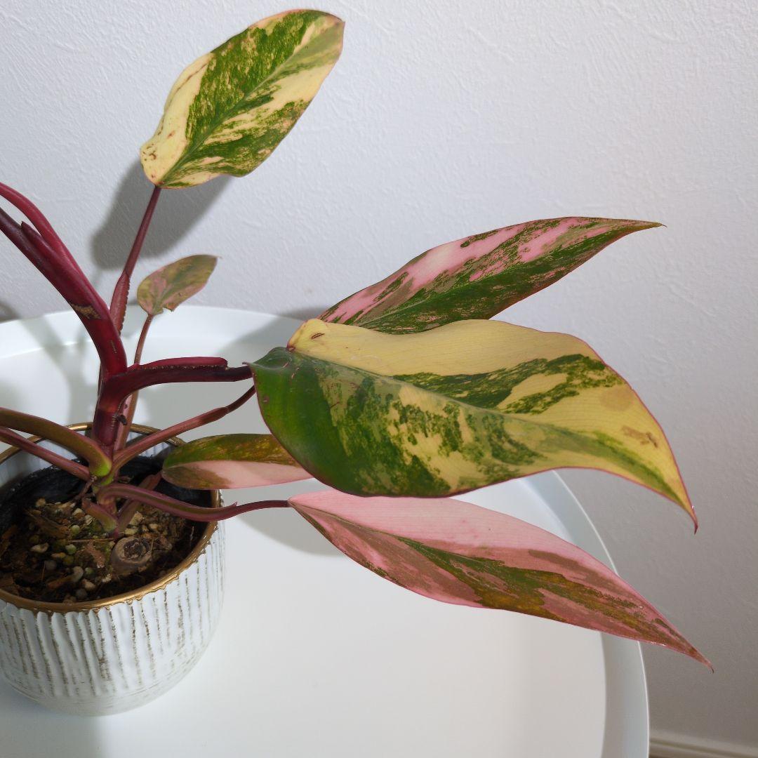 コ*コ様 【美斑・極株】フィロデンドロン ストロベリーシェイク /メルカリ便