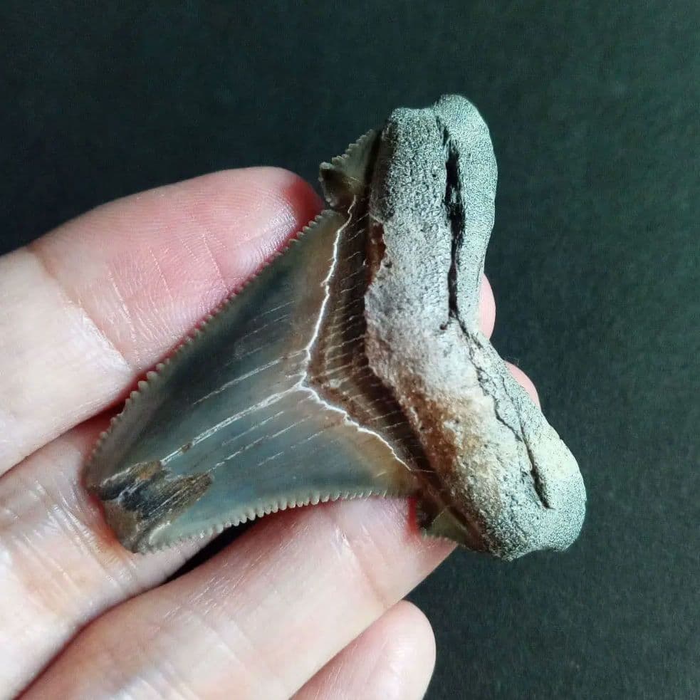 サメの歯化石　アングスティデンス　USA産　特大　希少種　極美麗