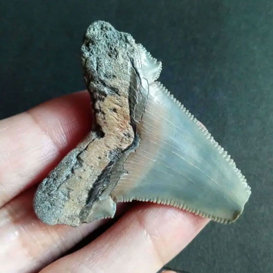 サメの歯化石　アングスティデンス　USA産　特大　希少種　極美麗