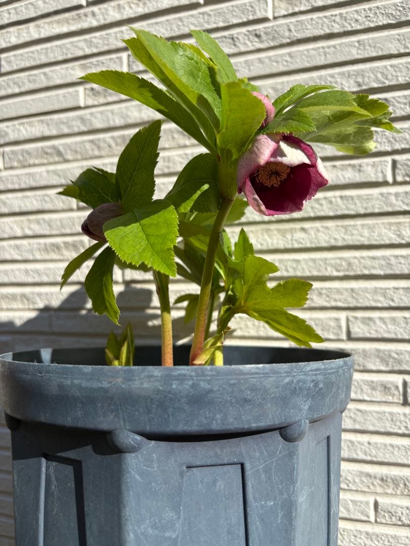 クリスマスローズ　カップ咲き　リバーシブル　セミダブル　ホワイト/ディープレッド