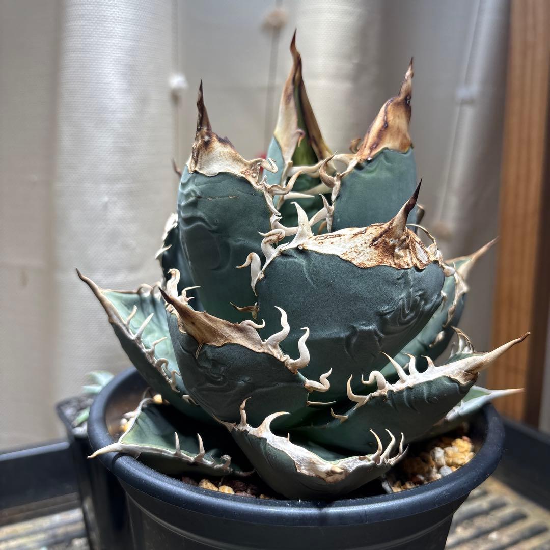 アガベ Agave oteroi seedling