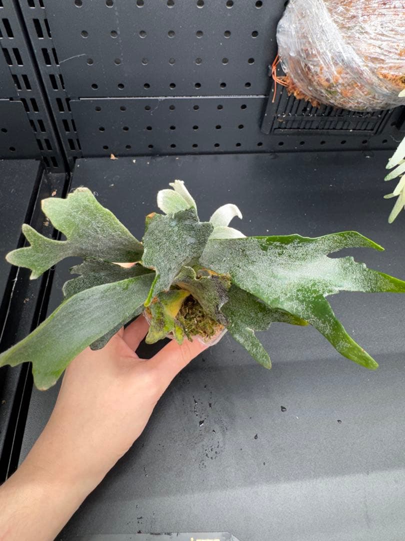 ぷんぷん様 リクエスト 2点 まとめ商品