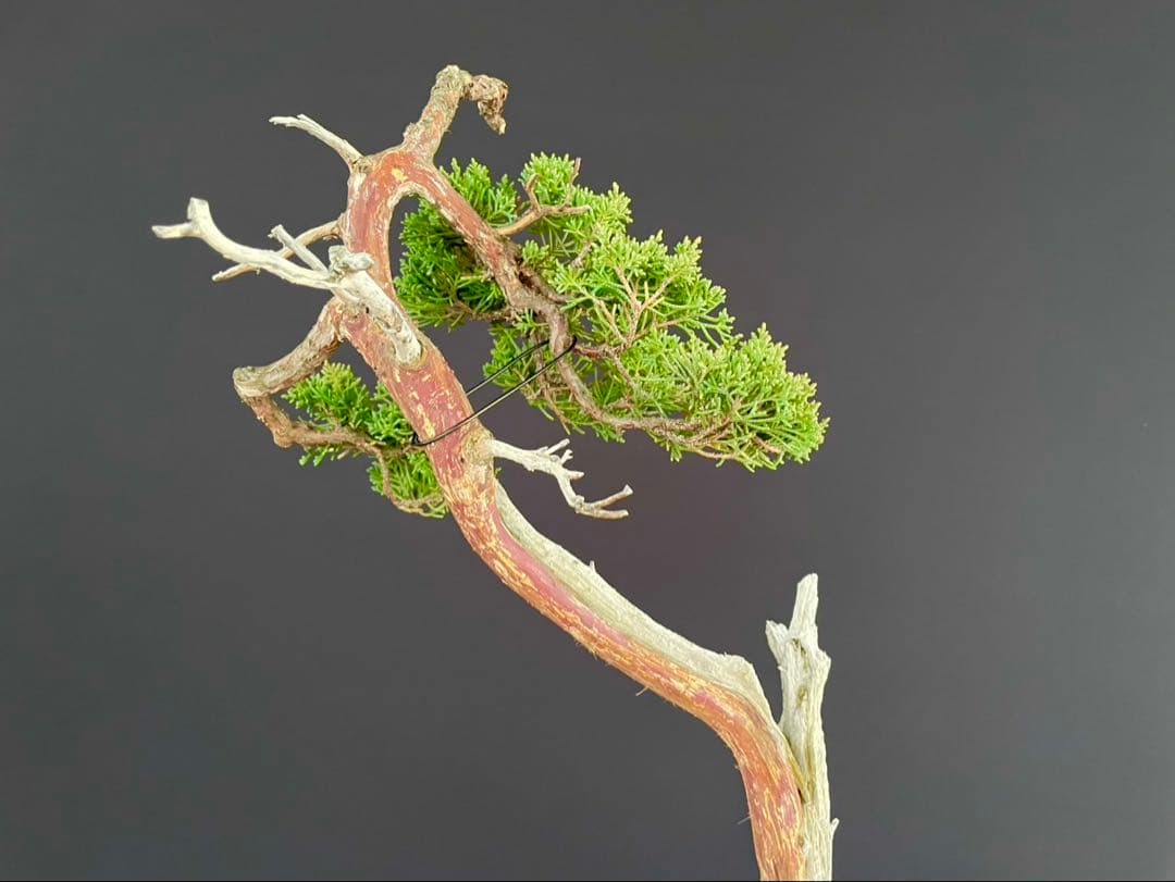 白木盆栽園　文人　真柏　樹高48センチ　盆栽黒松赤松五葉松真柏雑木趣味観葉植物