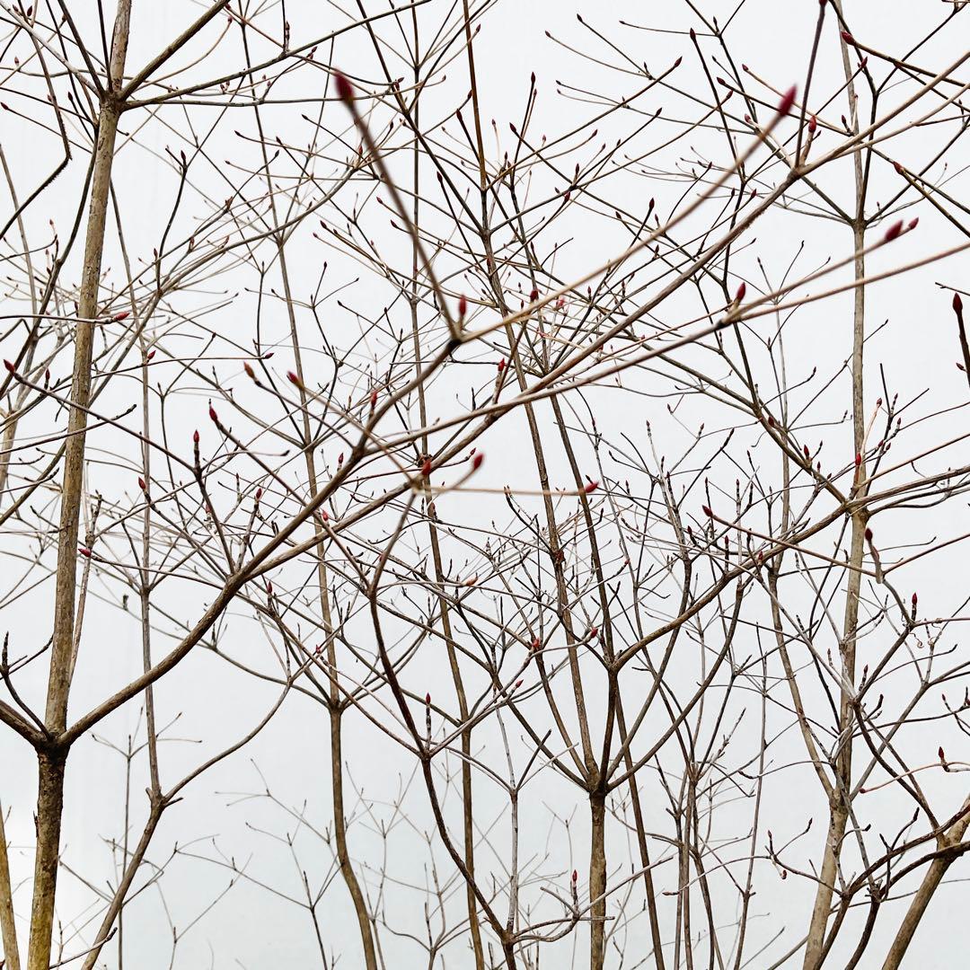 山採り　ドウダンツツジ　白花/ 17