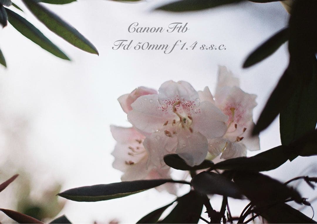 ★Canon FTb ブラック★FD f1.4★完動品＊美品＊初期保証＊作例多数