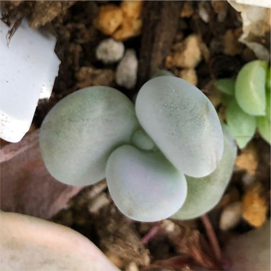 多肉植物^o^葉挿し赤ちゃん　ラオン