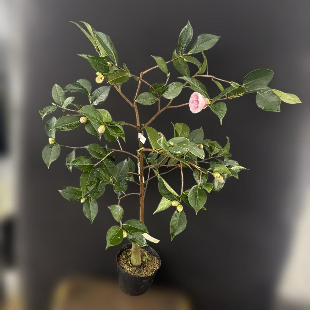 散侘助