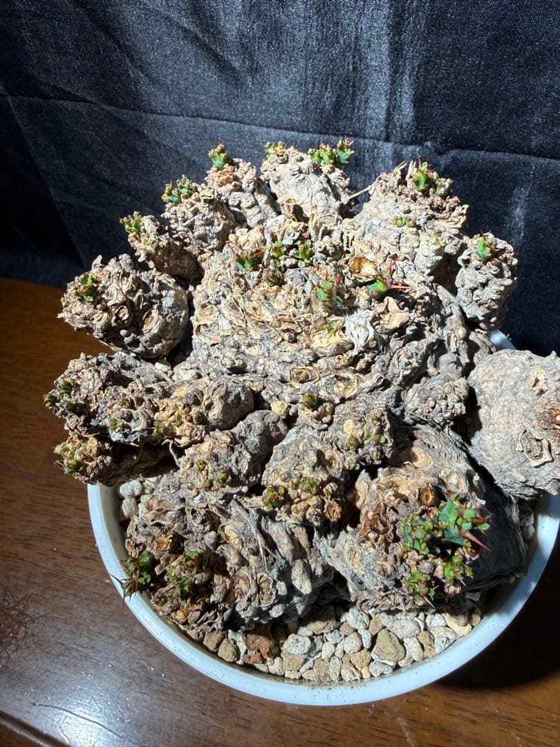 ②発根済み　ユーフォルビア　クラビゲラ