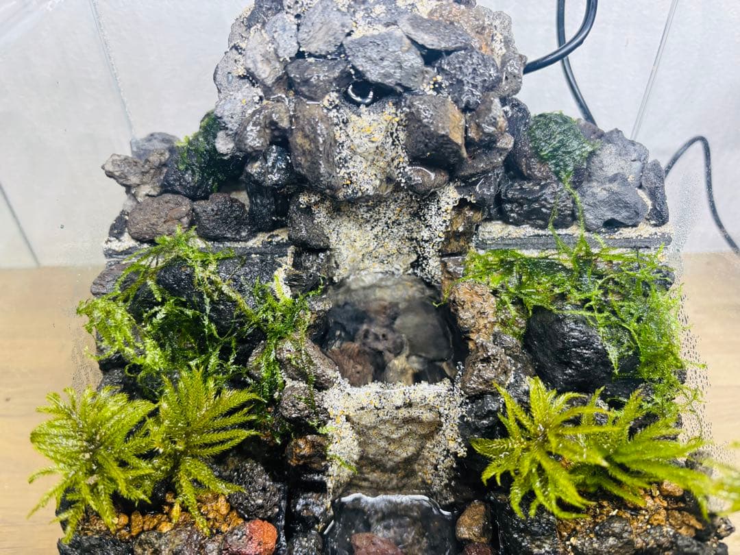 りーり　アクアテラリウム　コウヤノマンネングサ　ウィローモス