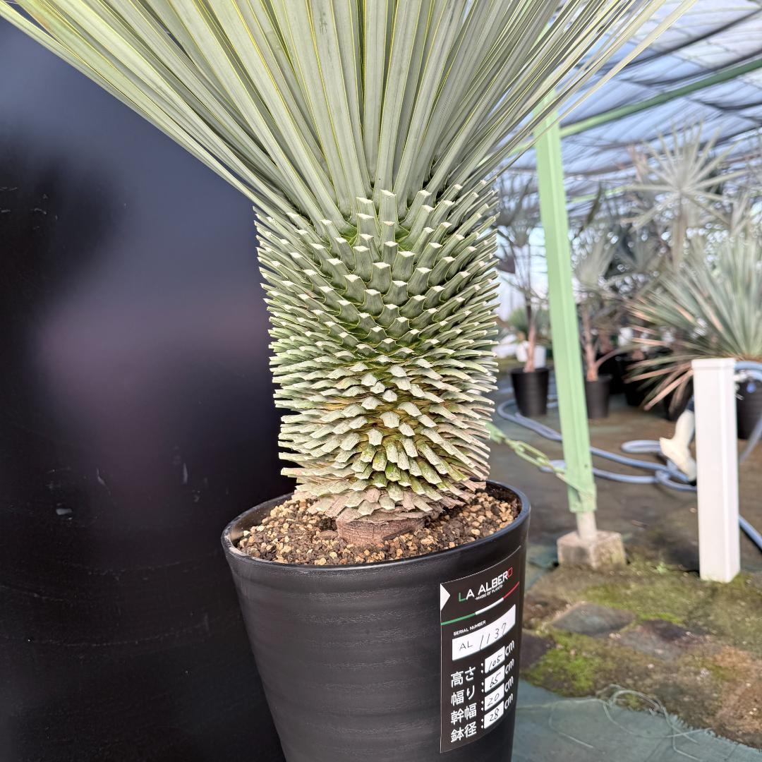 【AL1137】ユッカ　ロストラータ　超超美形 シルバーブルー　感動個体