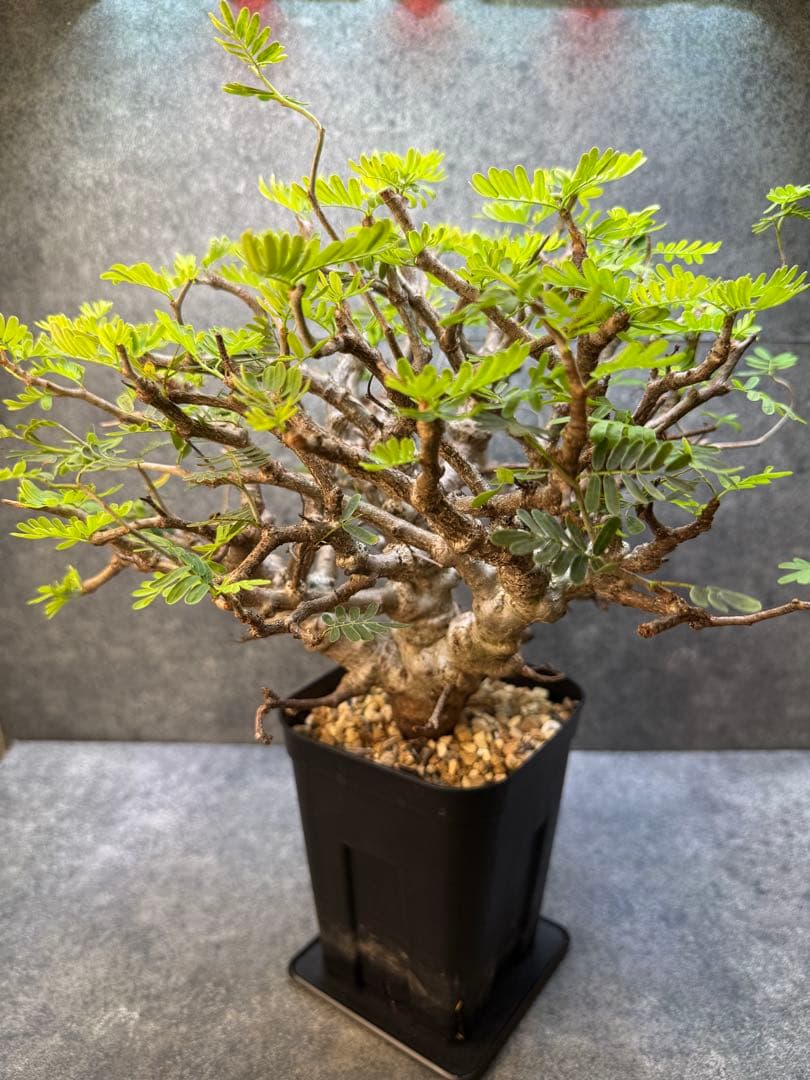 センナ　メリディオナリス　海外実生　発根済み　283