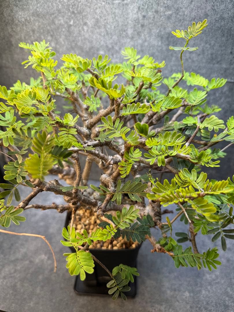 センナ　メリディオナリス　海外実生　発根済み　283