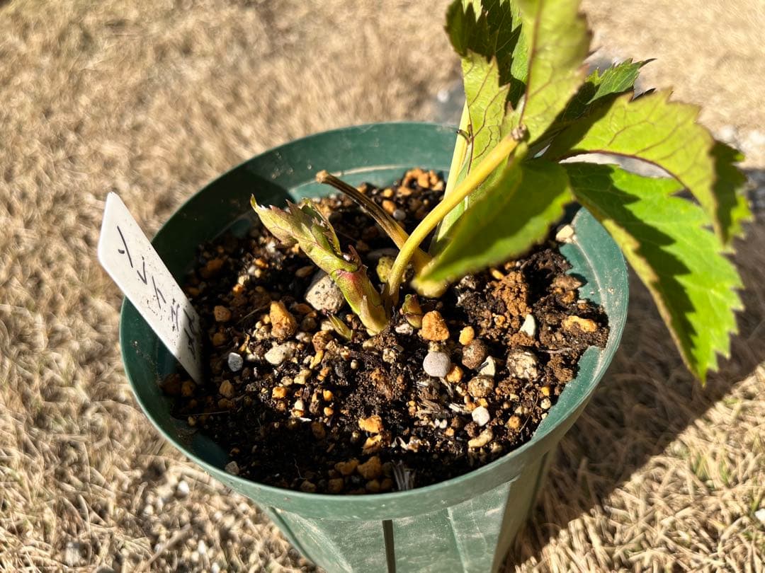 クリスマスローズ　認定ソレイユ　dd