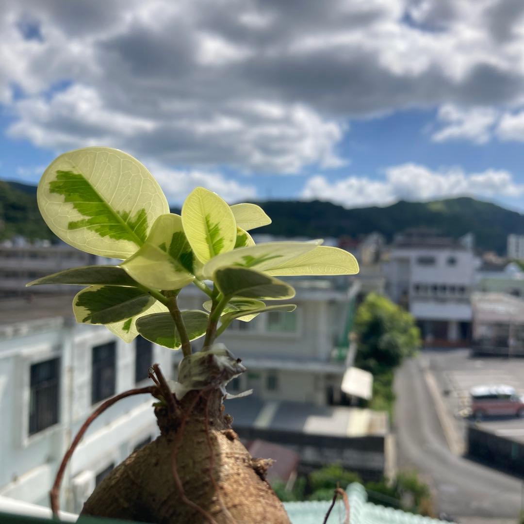 R*i様 【接木／2本仕立て】斑入り パンダガジュマル