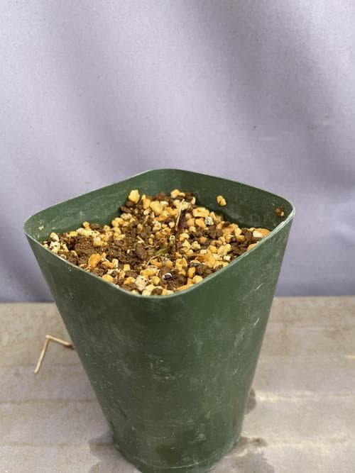 m*o様 タデスミレ 山野草