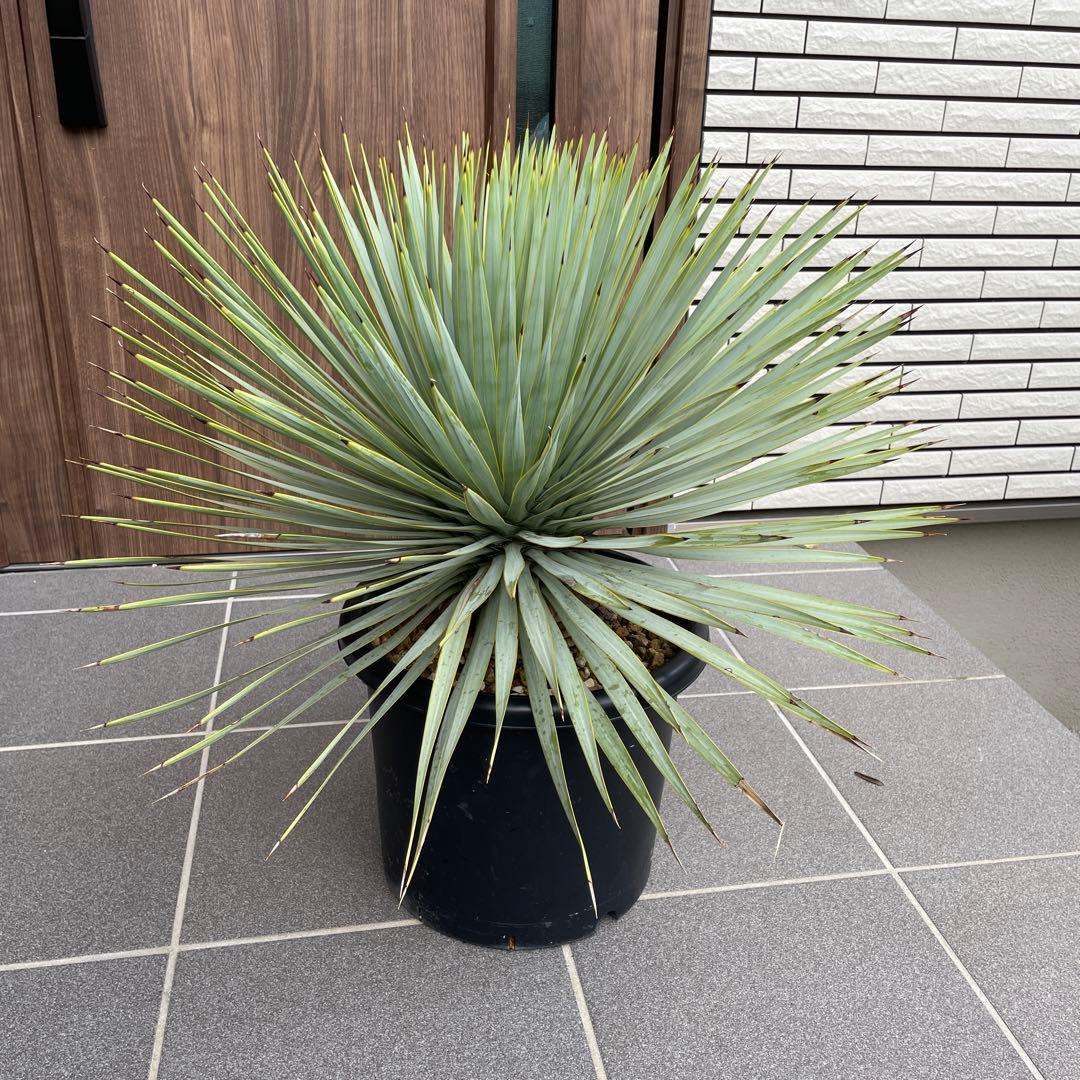 ユッカロストラータ　幹太　極上株