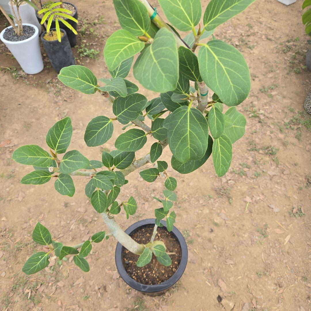 ④　フィカス　ベンガレンシ　8号曲がり仕立て「螺旋」特大苗木最高等級極上品‼️