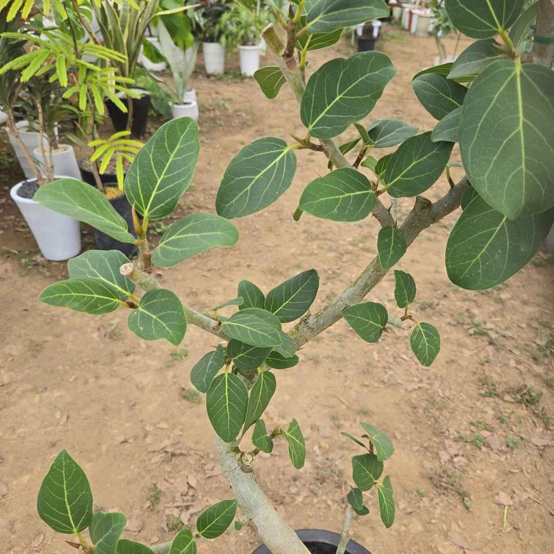 ④　フィカス　ベンガレンシ　8号曲がり仕立て「螺旋」特大苗木最高等級極上品‼️