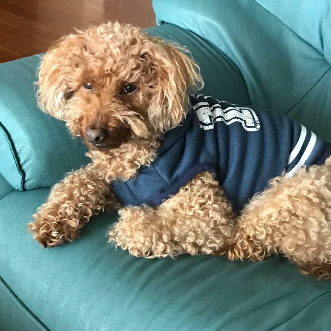 lapiros-plus様ご確認用です