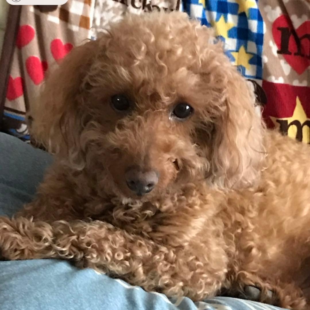 lapiros-plus様ご確認用です