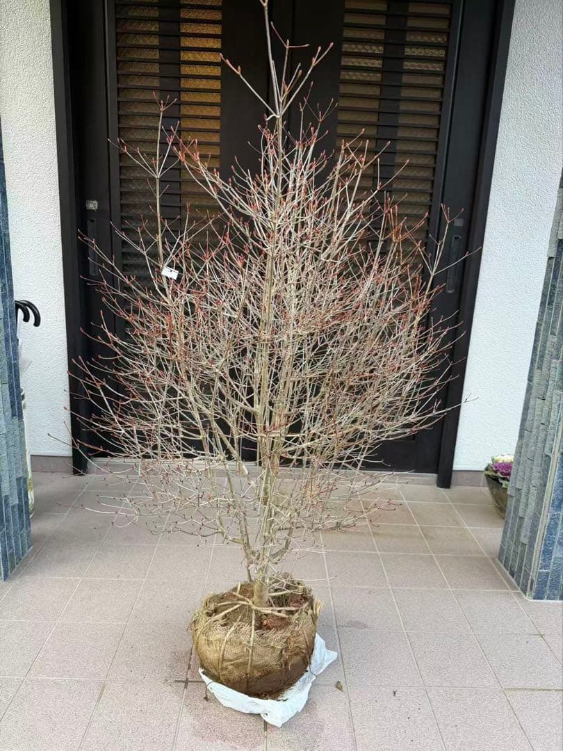 ドウダンツツジ苗木　特大株