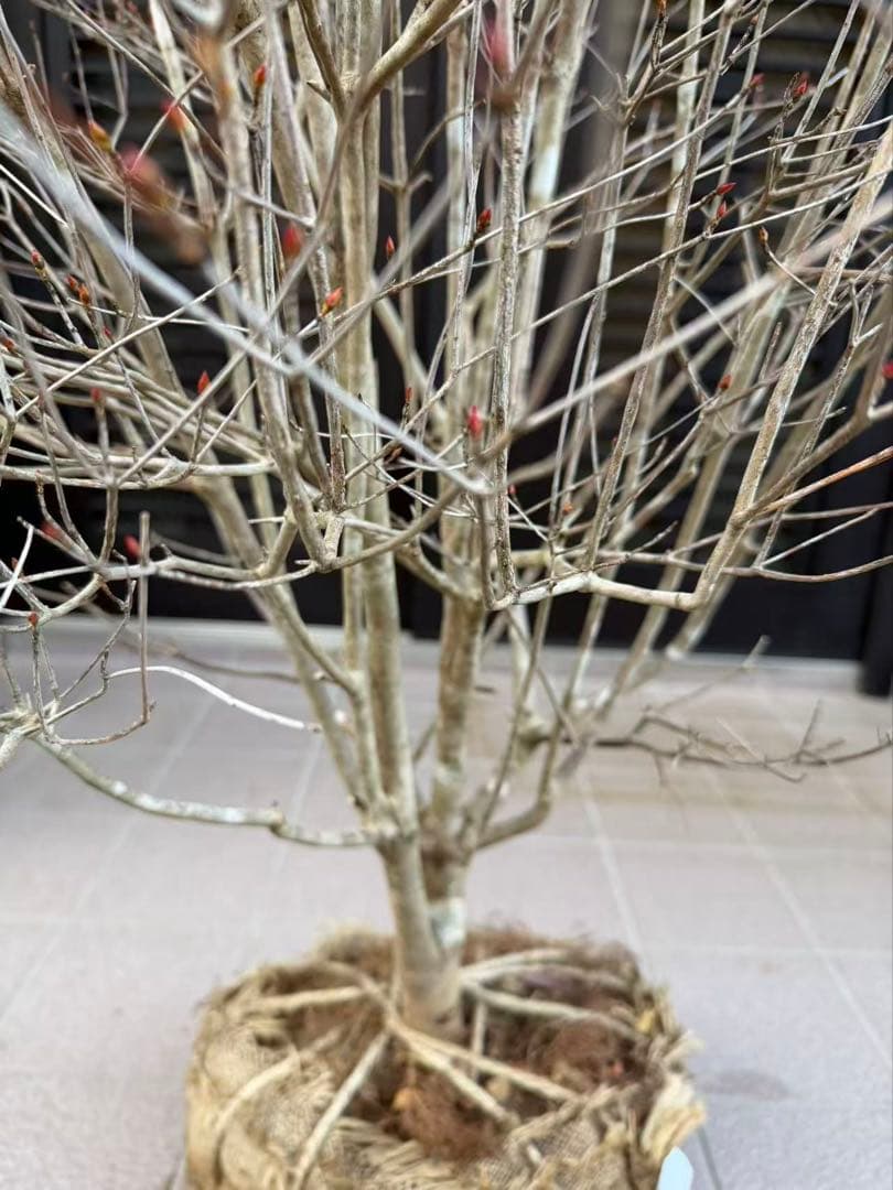 ドウダンツツジ苗木　特大株