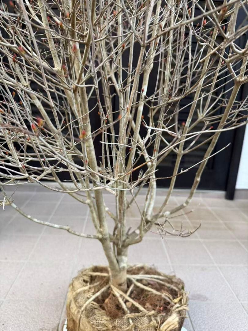 ドウダンツツジ苗木　特大株