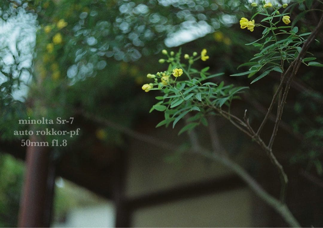 ★希少美品★minolta sr-7/緑のロッコールf1.8★完動品＊初期保証付