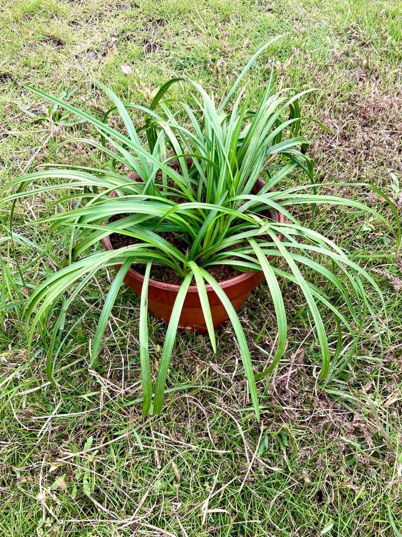 【天然野生の春蘭＊花芽9個の超巨大優良株/根が頑丈で抜群！】シュンラン＊日本春蘭