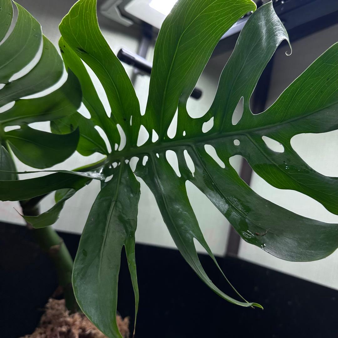 ご*ん様 モンステラデリシオーサマクロコズム超希少系統鉢植え58㎝