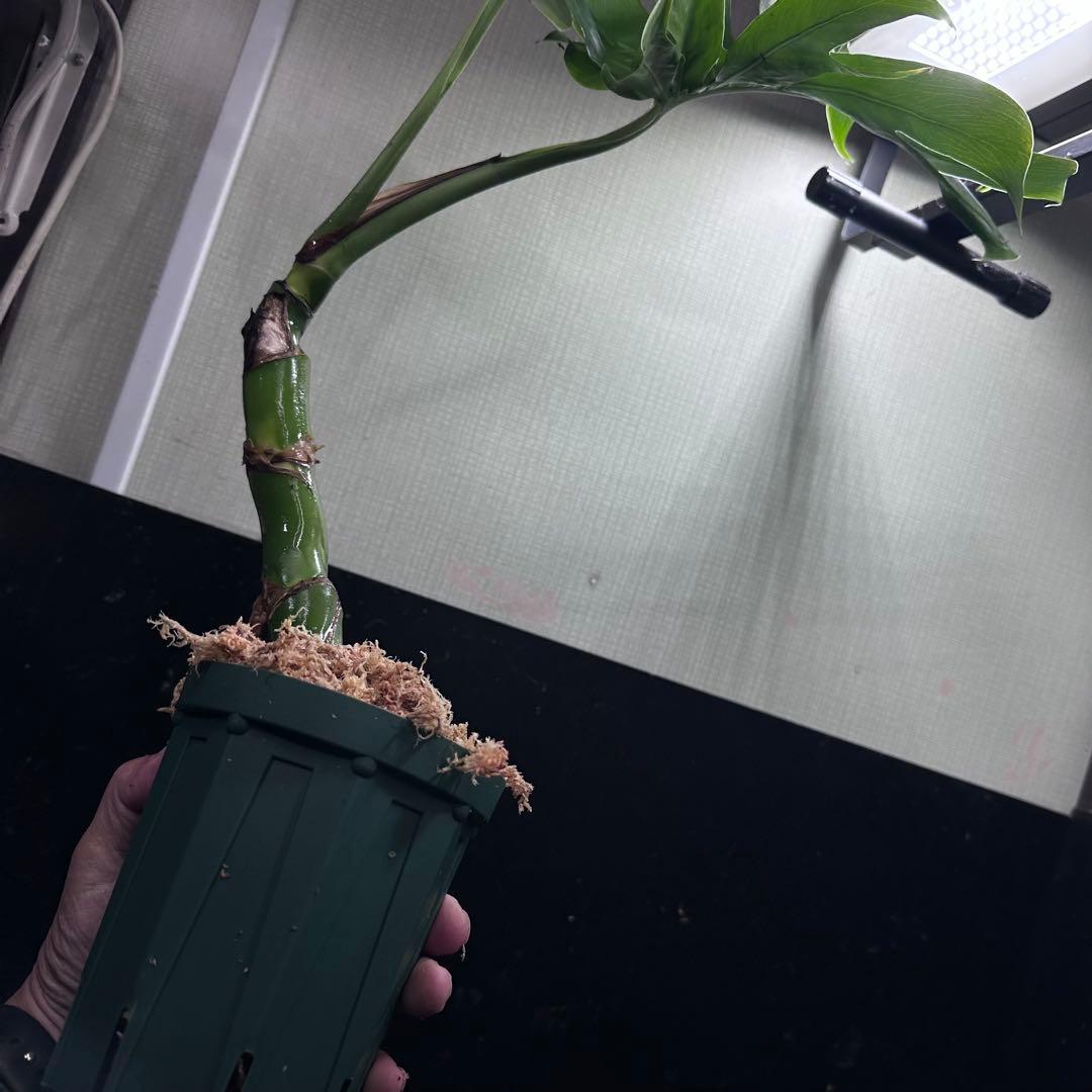 ご*ん様 モンステラデリシオーサマクロコズム超希少系統鉢植え58㎝