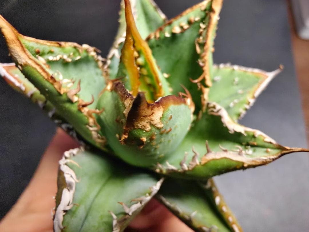 獣*様 アガベ チタノタ 麻花龍 極上強棘 特選美株 ブツブツ コレクシ Liz